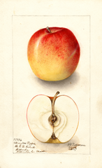 Apples, Allington Pippin (1907)
