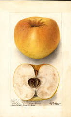 Apples, Champion Pippin (1903)