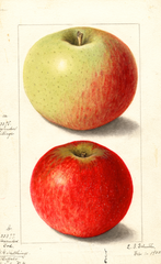 Apples, Alexander Tillage (1905)