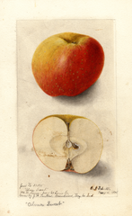 Apples, Alma Sweet (1904)