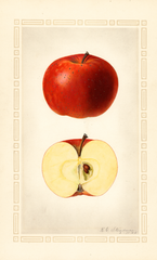 Apples, Akin (1925)