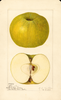 Apples, Alfriston (1921)
