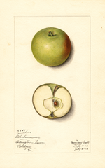 Apples, All Summer (1913)