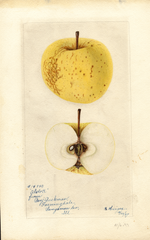 Apples, Alstott (1897)
