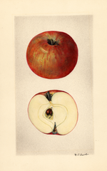 Apples, Ameri Du Surville (1928)