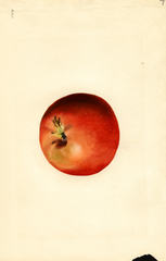 Apples, Baldwin (1927)