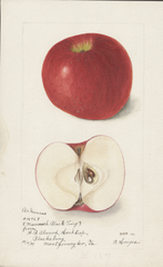 Apples, Arkansas (1899)
