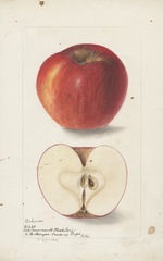 Apples, Arkansas (1901)