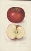 Apples, Arkansas (1906)