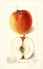 Apples, Arkansas Beauty (1898)