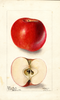 Apples, Arkansas Beauty (1901)