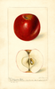 Apples, Arkansas Belle (1897)