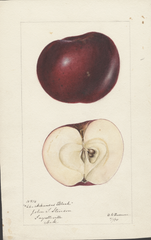 Apples, Arkansas Black (1895)