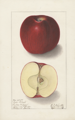 Apples, Arkansas Black (1909)