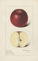 Apples, Arkansas Black (1916)
