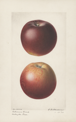 Apples, Arkansas Black (1921)