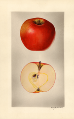 Apples, Arkansas Beauty (1927)