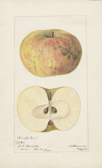 Apples, Arlington Queen (1895)