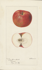Apples, Armintrout (1895)