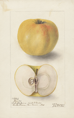 Apples, Arnold (1904)