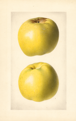 Apples, Yellow Newtown (1922)