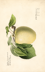 Apples, Yellow Transparent (1918)