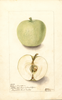 Apples, Yellow Transparent (1902)