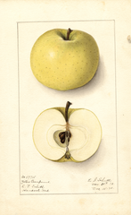 Apples, Yellow Transparent (1910)