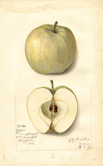 Apples, Yellow Transparent (1912)