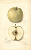 Apples, Yellow Transparent (1912)