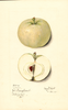 Apples, Yellow Transparent (1915)
