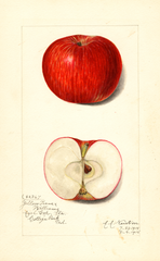 Apples, Williams (1915)