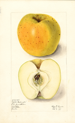 Apples, Yellow Washington (1911)