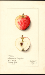 Apples, Williams (1913)