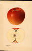 Apples, Willowtwig (1931)