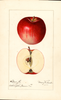Apples, Wilson June