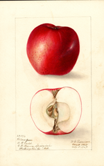 Apples, Wilson June (1907)