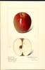 Apples, Wilson June (1916)