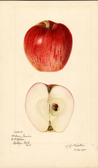 Apples, Wilson June (1920)