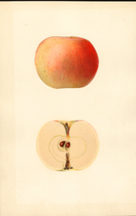 Apples, Wilson June (1933)