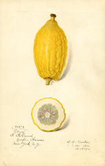 Lemons, Etrog (1916)