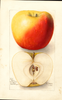 Apples, Banana (1908)