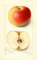 Apples, Banana (1913)