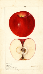 Apples, Winesap (1895)