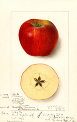 Apples, Winesap (1912)