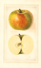 Apples, Adams (1927)