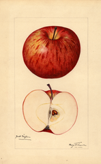 Apples, York Stripe