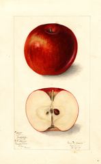 Apples, York Stripe (1911)