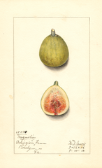 Figs, Magnolia (1913)