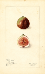 Figs, Royal Black (1912)